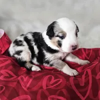 Hopper, a male Australian Shepherd for sale in Phoenix, AZ – Photo 3 of 7