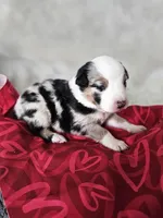 Hopper, a male Australian Shepherd for sale in Phoenix, AZ – Photo 1 of 5