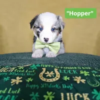 Hopper, a male Australian Shepherd for sale in Phoenix, AZ – Photo 2 of 7