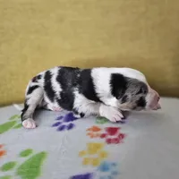 Hopper, a male Australian Shepherd for sale in Phoenix, AZ – Photo 6 of 7