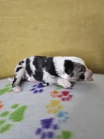 Hopper, a male Australian Shepherd for sale in Phoenix, AZ – Photo 4 of 5