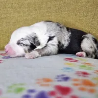 Hopper, a male Australian Shepherd for sale in Phoenix, AZ – Photo 7 of 7