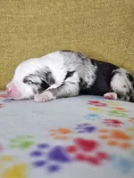 Hopper, a male Australian Shepherd for sale in Phoenix, AZ – Photo 5 of 5