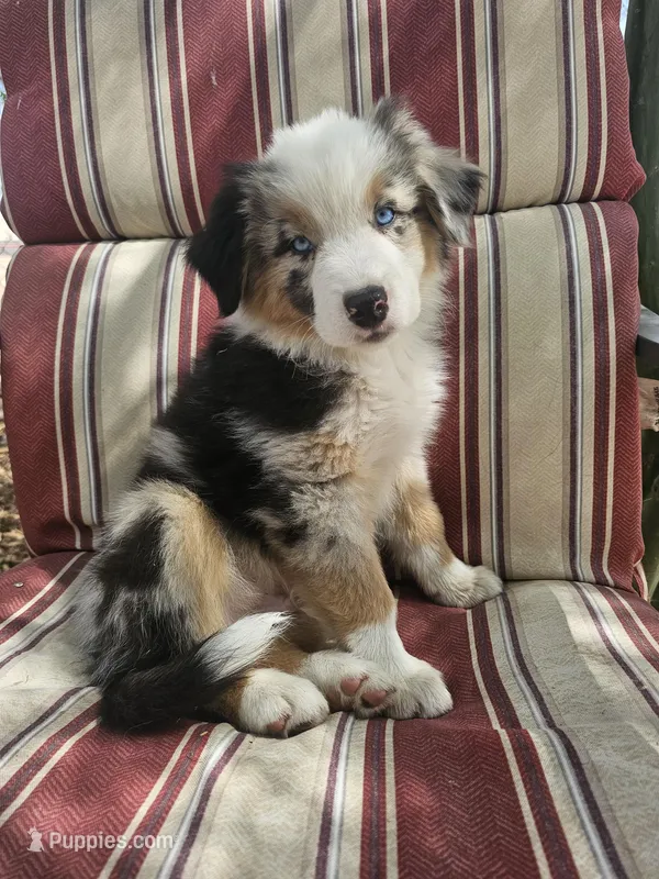 Hopper – Australian Shepherd puppy for sale in Phoenix, AZ