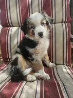 Hopper, a male Australian Shepherd for sale in Phoenix, AZ – Photo 1 of 7