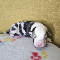 Hopper, a male Australian Shepherd for sale in Phoenix, AZ – Photo 4 of 7