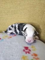 Hopper, a male Australian Shepherd for sale in Phoenix, AZ – Photo 3 of 5