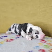 Hopper, a male Australian Shepherd for sale in Phoenix, AZ – Photo 5 of 7