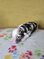Dusty Bun, a male Australian Shepherd for sale in Phoenix, AZ – Photo 5 of 5