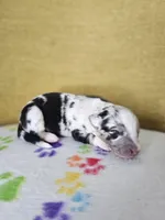 Dusty Bun, a male Australian Shepherd for sale in Phoenix, AZ – Photo 2 of 5