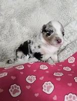 Dusty Bun, a male Australian Shepherd for sale in Phoenix, AZ – Photo 1 of 5