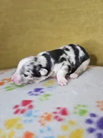 Dusty Bun, a male Australian Shepherd for sale in Phoenix, AZ – Photo 4 of 5