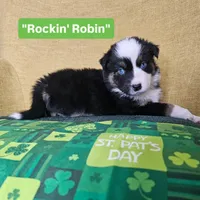 Rockin' Robin, a female Australian Shepherd for sale in Phoenix, AZ – Photo 2 of 7