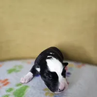 Rockin' Robin, a female Australian Shepherd for sale in Phoenix, AZ – Photo 6 of 7