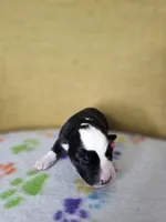 Rockin' Robin, a female Australian Shepherd for sale in Phoenix, AZ – Photo 4 of 5