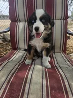 Rockin' Robin, a female Australian Shepherd for sale in Phoenix, AZ – Photo 1 of 7