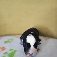 Rockin' Robin, a female Australian Shepherd for sale in Phoenix, AZ – Photo 7 of 7