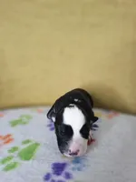 Rockin' Robin, a female Australian Shepherd for sale in Phoenix, AZ – Photo 5 of 5