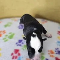Rockin' Robin, a female Australian Shepherd for sale in Phoenix, AZ – Photo 5 of 7