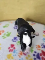 Rockin' Robin, a female Australian Shepherd for sale in Phoenix, AZ – Photo 3 of 5