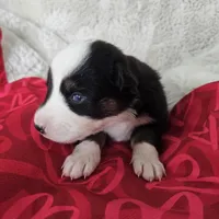 Rockin' Robin, a female Australian Shepherd for sale in Phoenix, AZ – Photo 3 of 7