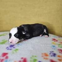 Rockin' Robin, a female Australian Shepherd for sale in Phoenix, AZ – Photo 4 of 7