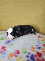 Rockin' Robin, a female Australian Shepherd for sale in Phoenix, AZ – Photo 2 of 5