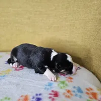 Mad Max, a female Australian Shepherd for sale in Phoenix, AZ – Photo 7 of 7