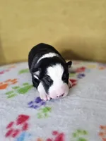 processed/6334c06e-d379-42f4-942c-b85e684c3d2f/listing/bc10ca0c-2ed8-4163-9b35-4c2f64ea78c1/71ebec0a-94ef-4cc5-9c8d-cdcfc48b0421