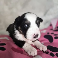 Mad Max, a female Australian Shepherd for sale in Phoenix, AZ – Photo 3 of 7