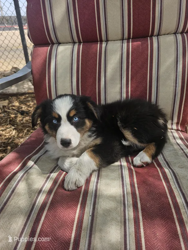 Mad Max – Australian Shepherd puppy for sale in Phoenix, AZ