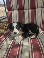 Mad Max, a female Australian Shepherd for sale in Phoenix, AZ – Photo 1 of 7