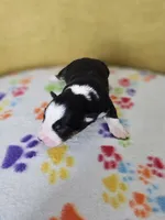 processed/6334c06e-d379-42f4-942c-b85e684c3d2f/listing/bc10ca0c-2ed8-4163-9b35-4c2f64ea78c1/f3cf60c1-6997-46fa-9559-ea5ad4b6aa3f