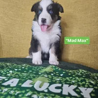 Mad Max, a female Australian Shepherd for sale in Phoenix, AZ – Photo 2 of 7