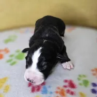 Sinclair, a male Australian Shepherd for sale in Phoenix, AZ – Photo 6 of 7