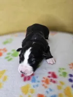 processed/6334c06e-d379-42f4-942c-b85e684c3d2f/listing/c75ba2c2-8fc6-41f7-9c80-27bba85a263b/135f46e9-6ef4-4127-b25c-bedc27987fd5