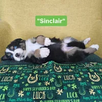 Sinclair, a male Australian Shepherd for sale in Phoenix, AZ – Photo 2 of 7