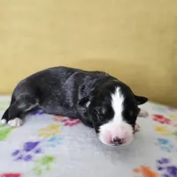 Sinclair, a male Australian Shepherd for sale in Phoenix, AZ – Photo 7 of 7