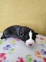 processed/6334c06e-d379-42f4-942c-b85e684c3d2f/listing/c75ba2c2-8fc6-41f7-9c80-27bba85a263b/47f2b702-9195-4de3-9265-5dfd6a961977