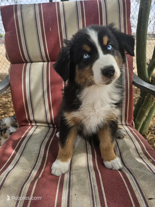 Sinclair – Australian Shepherd puppy for sale in Phoenix, AZ