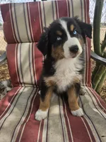 Sinclair, a male Australian Shepherd for sale in Phoenix, AZ – Photo 1 of 7