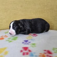 Sinclair, a male Australian Shepherd for sale in Phoenix, AZ – Photo 4 of 7