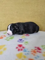 processed/6334c06e-d379-42f4-942c-b85e684c3d2f/listing/c75ba2c2-8fc6-41f7-9c80-27bba85a263b/7db2f117-6003-4e24-9096-3c5ffa0b5d89