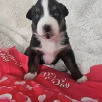 Sinclair, a male Australian Shepherd for sale in Phoenix, AZ – Photo 3 of 7