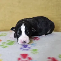 Sinclair, a male Australian Shepherd for sale in Phoenix, AZ – Photo 5 of 7