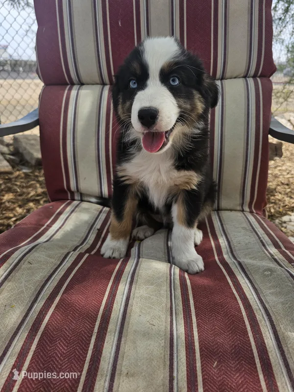 Suzie Poo – Australian Shepherd puppy for sale in Phoenix, AZ