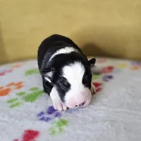 Suzie Poo, a female Australian Shepherd for sale in Phoenix, AZ – Photo 5 of 7