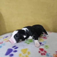 Suzie Poo, a female Australian Shepherd for sale in Phoenix, AZ – Photo 7 of 7