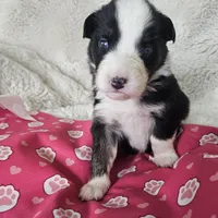 Suzie Poo, a female Australian Shepherd for sale in Phoenix, AZ – Photo 3 of 7