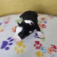 Suzie Poo, a female Australian Shepherd for sale in Phoenix, AZ – Photo 6 of 7